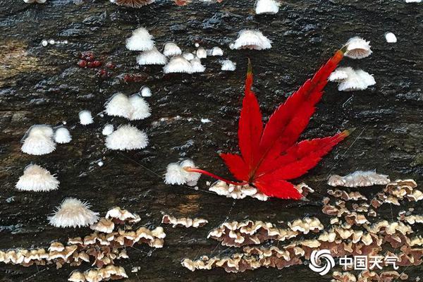 國米冬季引援焦點(diǎn)：塔雷米、穆里爾、馬夏爾和布羅亞