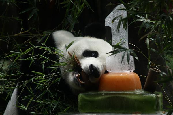 天空體育：拜仁、皇馬和曼聯(lián)關(guān)注哈弗茨，但很難出價1億歐