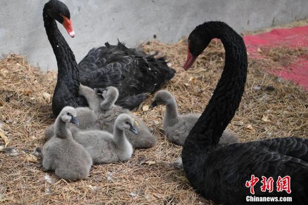 哈爾濱亞冬會報名創(chuàng)歷史新高