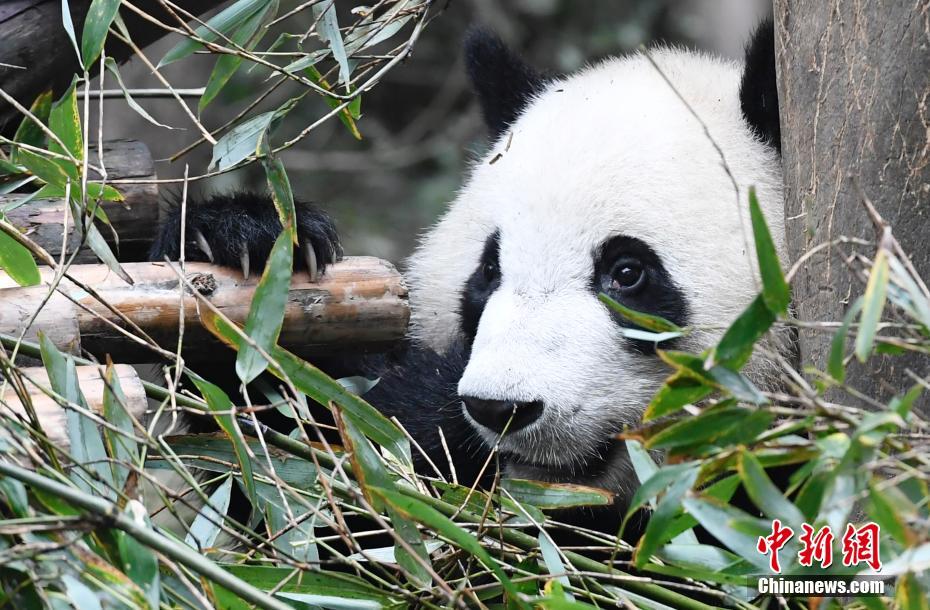 WTT成都混團世界杯今日賽程：國乒將迎戰(zhàn)美國隊