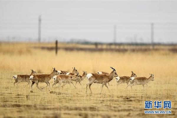 杜鋒調教獲奇效！貝茲利徐昕絕配，2將解壓后衛(wèi)鋒線，二飛老油條