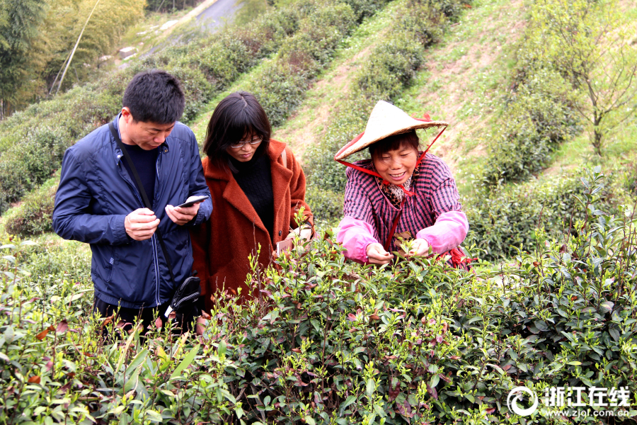 貴州玉屏：黃桃收獲